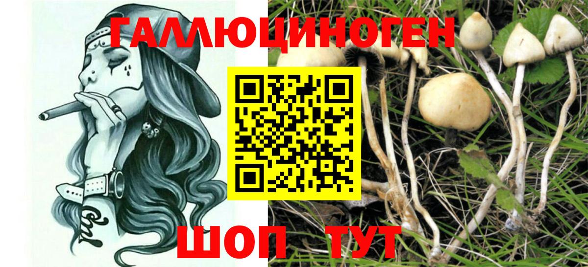 Кимры  Галлюциногенные грибы Cubensis  Вход с VPN 